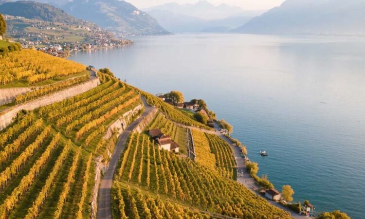 The Corniche Lavaux Vineyards: Permata Teras Anggur di Atas Danau Geneva
